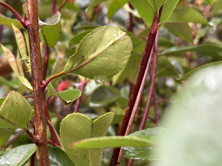 La politique de l’eau : un sujet qui n’inonde pas la campagne municipale